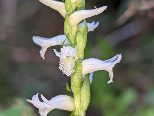 Image of Spiranthes odorata by (c) Elias, some rights reserved (CC BY)