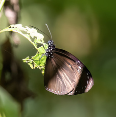 Euploea tulliolus