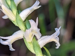Spiranthes odorata