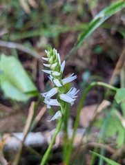 Spiranthes odorata