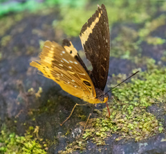 Lexias panopus