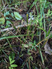 Spiranthes odorata