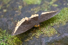 Lexias panopus