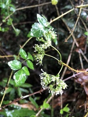 Eleutherococcus trifoliatus