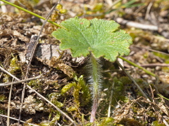 Hydrocotyle laxiflora
