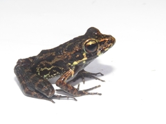 Pulchrana baramica