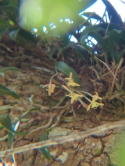 Epidendrum conopseum