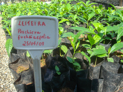 Tabernaemontana hystrix