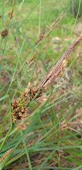Carex bichenoviana