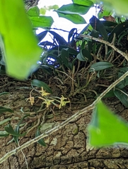 Epidendrum conopseum