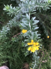 Genista linifolia