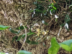 Epidendrum conopseum