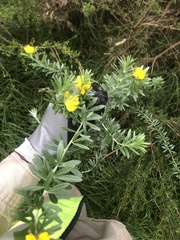 Genista linifolia
