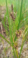 Carex bichenoviana