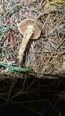 Cyclocybe erebia
