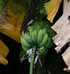 Musa balbisiana