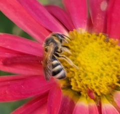 Lasioglossum