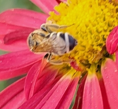 Lasioglossum