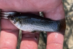 Poecilia latipinna