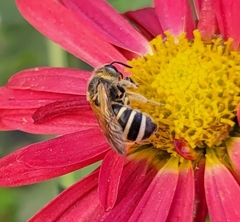 Lasioglossum