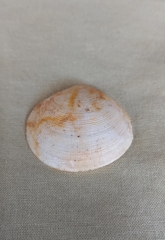 Pseudarcopagia decora