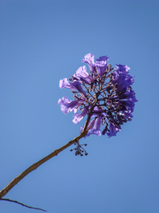 Jacaranda