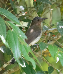 Hypsipetes guimarasensis