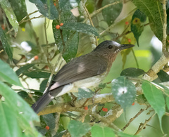 Hypsipetes guimarasensis