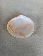 Pseudarcopagia decora