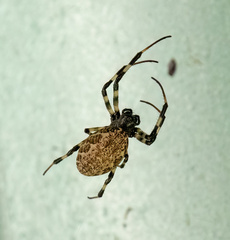 Nephilengys malabarensis