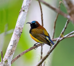 Aethopyga guimarasensis