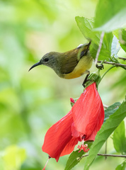 Aethopyga guimarasensis