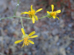Senecio flaccidus