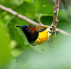 Aethopyga guimarasensis