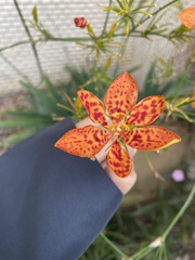 Iris domestica