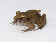 Limnonectes paramacrodon