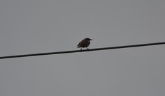 Sturnus vulgaris