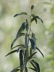Elaeagnus angustifolia