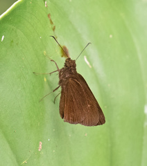 Ancistroides nigrita