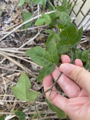 Passiflora suberosa