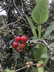 Crataegus mexicana