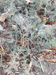 Frankenia salina