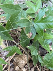 Passiflora suberosa