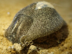 Papawera zelandiae