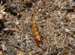 Meracantha contracta