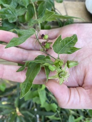 Passiflora suberosa
