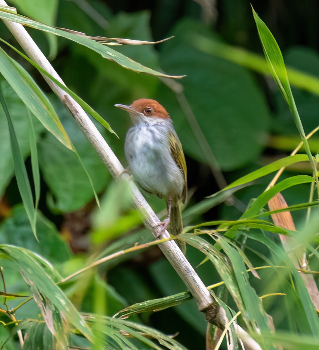 Visayan Tailorbird illustration