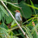Philippine Tailorbird - Photo (c) Robin Gwen Agarwal, some rights reserved (CC BY-NC), uploaded by Robin Gwen Agarwal
