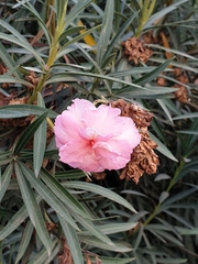 Nerium oleander