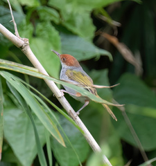 Orthotomus castaneiceps